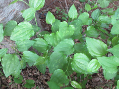 Smilax sieboldii