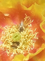 Macrotera