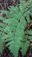 Hypolepis rufobarbata