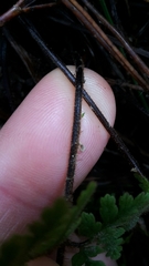 Hypolepis rufobarbata