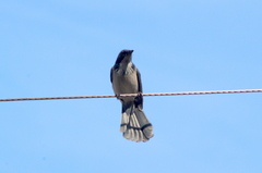 Aphelocoma californica