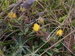 Potentilla hickmanii