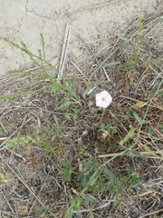Convolvulus equitans