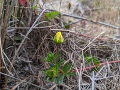 Potentilla hickmanii