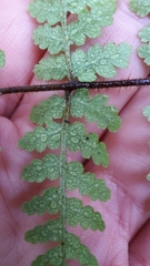 Hypolepis rufobarbata