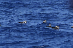 Calonectris diomedea