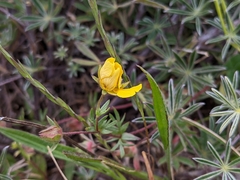 Potentilla hickmanii