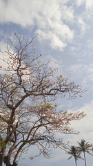 Jacaranda
