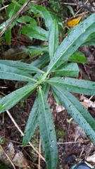 Melicytus lanceolatus