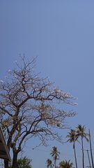 Jacaranda