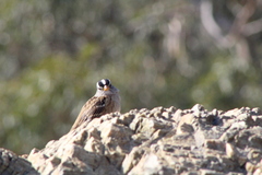 Zonotrichia leucophrys