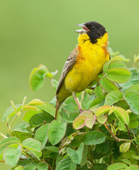 Emberiza melanocephala