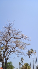 Jacaranda