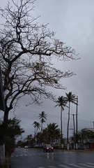 Jacaranda