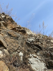 Sisymbrium heteromallum