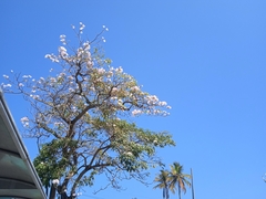Jacaranda