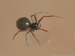 Bathyphantes pallidus