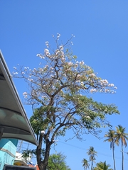 Jacaranda