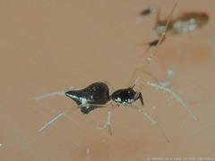 Coleosoma acutiventer