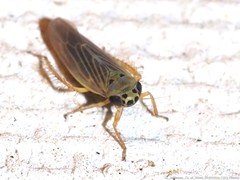 Macrosteles lepidus