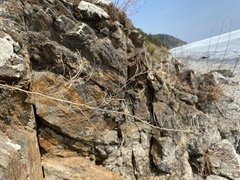 Sisymbrium heteromallum