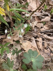 Stellaria pubera