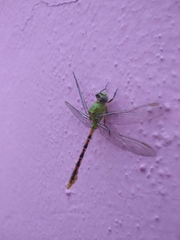 Erpetogomphus crotalinus