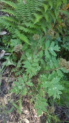 Hydrophyllum occidentale