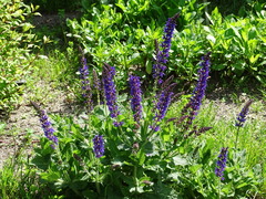 Salvia × sylvestris