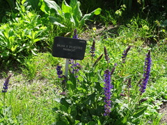 Salvia × sylvestris