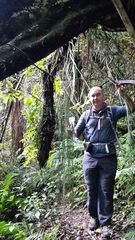 Asplenium flaccidum flaccidum