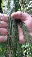 Asplenium flaccidum flaccidum