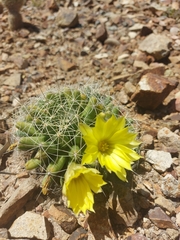 Mammillaria longimamma