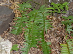 Polystichum imbricans curtum