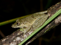 Scinax nebulosus