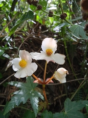 Begonia acerifolia image