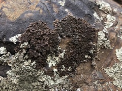 Xanthoparmelia loxodes