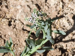 Heliotropium curassavicum