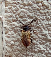 Drilus flavescens