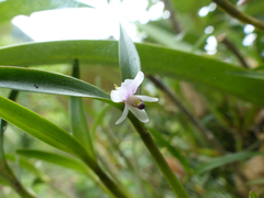 Scaphyglottis prolifera