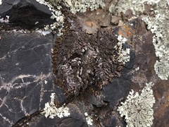 Xanthoparmelia loxodes