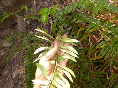 Polystichum imbricans curtum