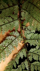 Polystichum silvaticum