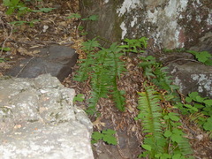 Polystichum imbricans curtum