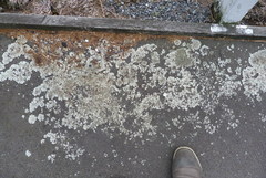 Xanthoparmelia scabrosa