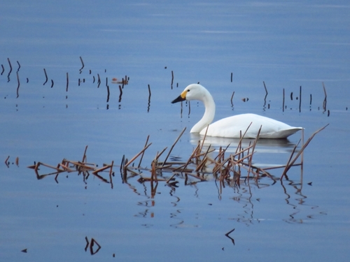 Cisne chico (Cygnus columbianus)
