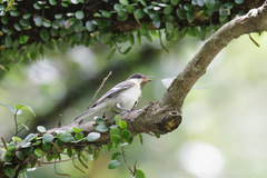 Parus minor commixtus
