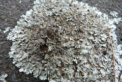 Xanthoparmelia scabrosa