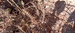 Tetramerium nervosum