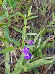Scutellaria angustifolia